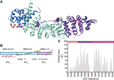 Multivalent Interaction of Beta-Catenin With its Intrinsically Disordered Binding Partner Adenomatous Polyposis Coli